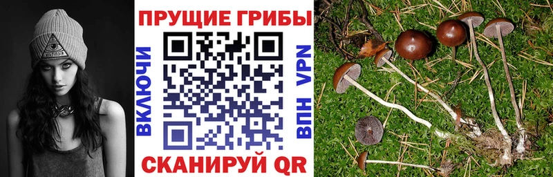 мега ссылки  Малоархангельск  Псилоцибиновые грибы MAGIC MUSHROOMS  купить наркоту 